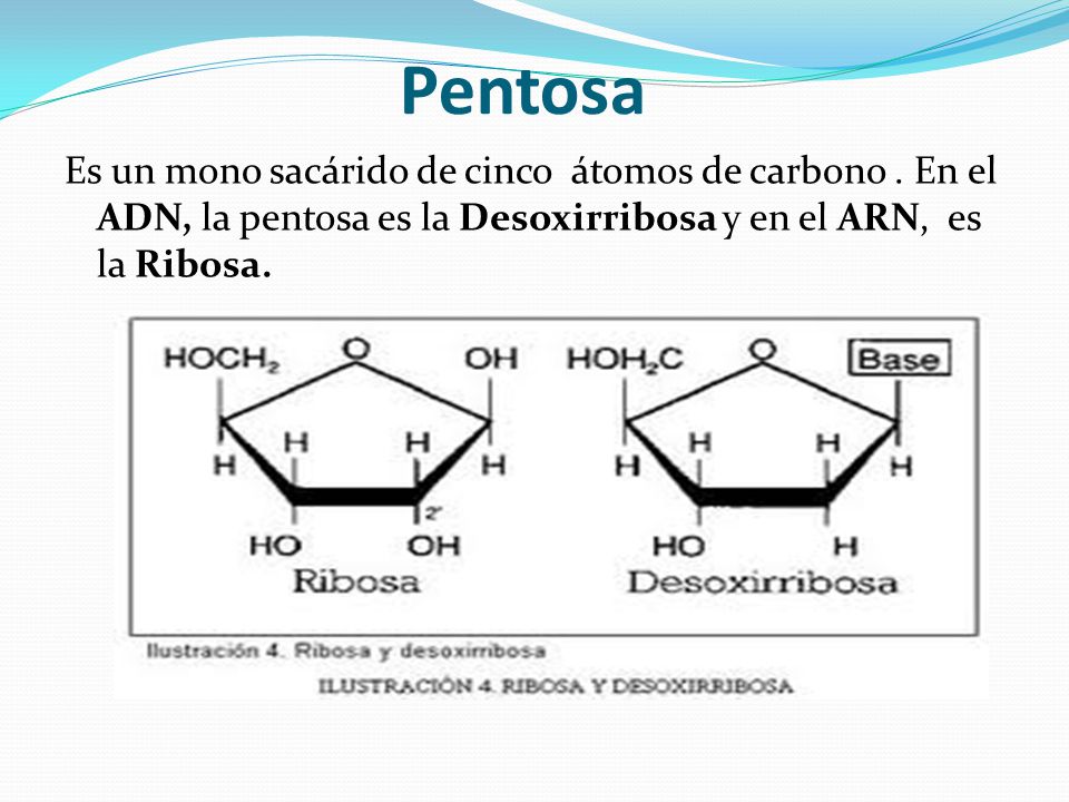 Pentosa Es un mono sacárido de cinco átomos de carbono .