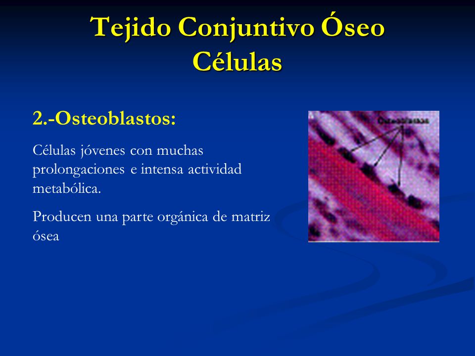 Tejido Conjuntivo Óseo Células