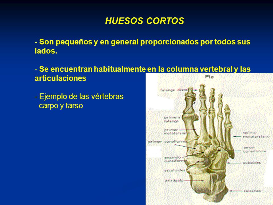 HUESOS CORTOS Son pequeños y en general proporcionados por todos sus lados. Se encuentran habitualmente en la columna vertebral y las articulaciones.