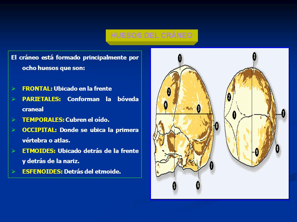 HUESOS DEL CRÁNEO El cráneo está formado principalmente por ocho huesos que son: FRONTAL: Ubicado en la frente.