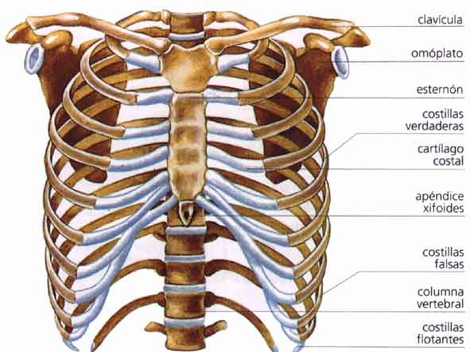 Нижние края ребер. Ребра и Грудина анатомия. Хрящ ребра анатомия. Анатомия скелет грудной клетки ребра Грудина.