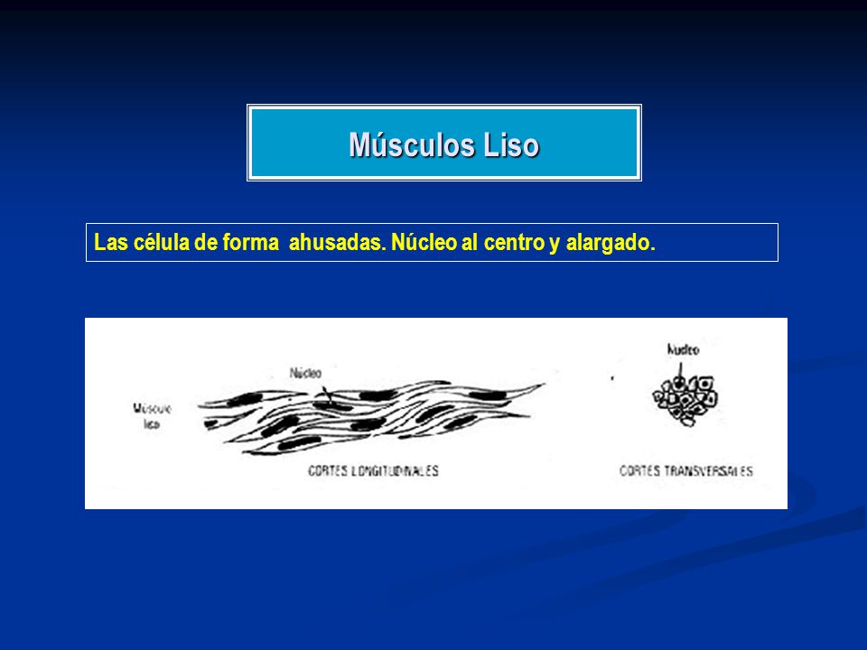 Músculos Liso Las célula de forma ahusadas. Núcleo al centro y alargado.