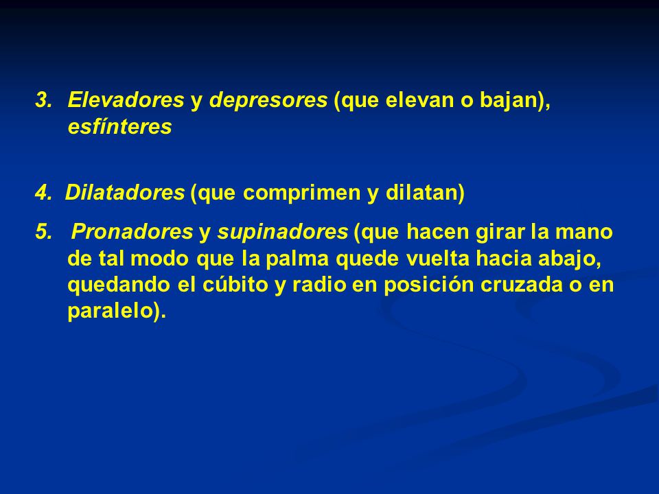 Elevadores y depresores (que elevan o bajan), esfínteres
