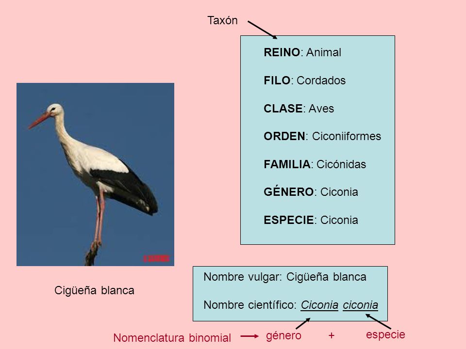 Taxón REINO: Animal. FILO: Cordados. CLASE: Aves. ORDEN: Ciconiiformes. FAMILIA: Cicónidas. GÉNERO: Ciconia.