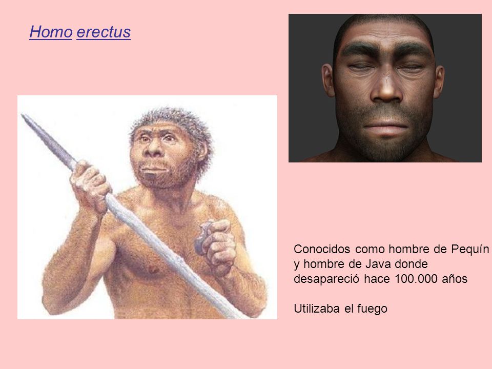 Homo erectus Conocidos como hombre de Pequín y hombre de Java donde