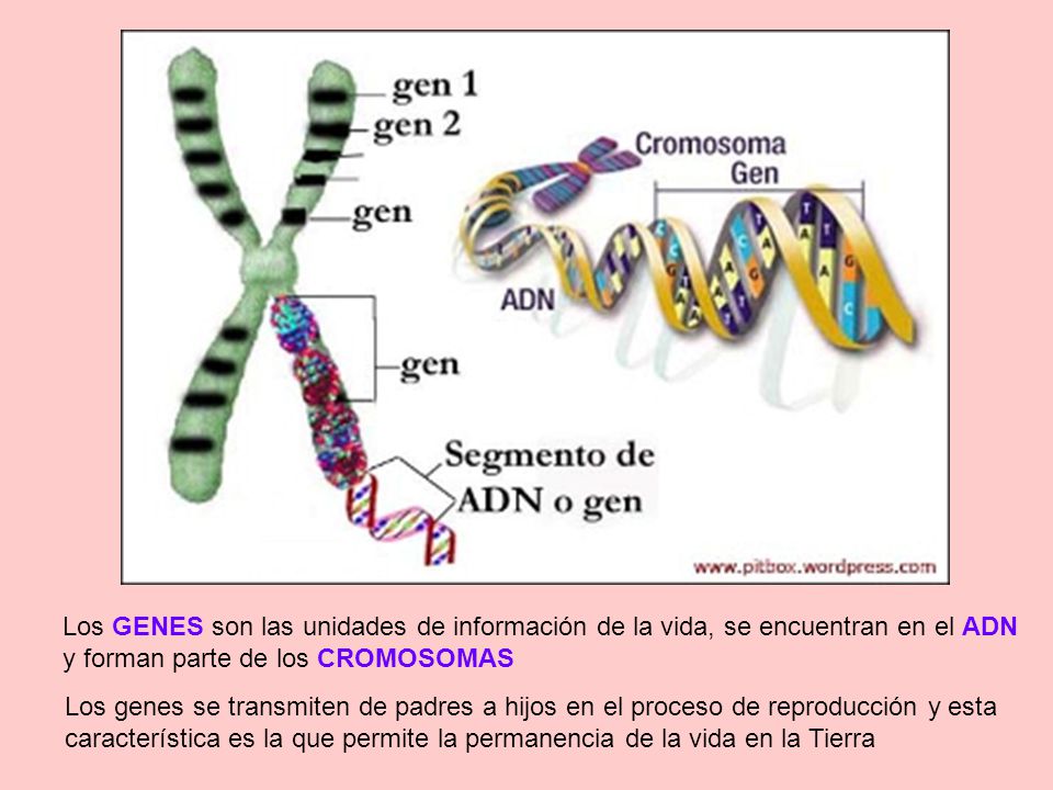 Los GENES son las unidades de información de la vida, se encuentran en el ADN