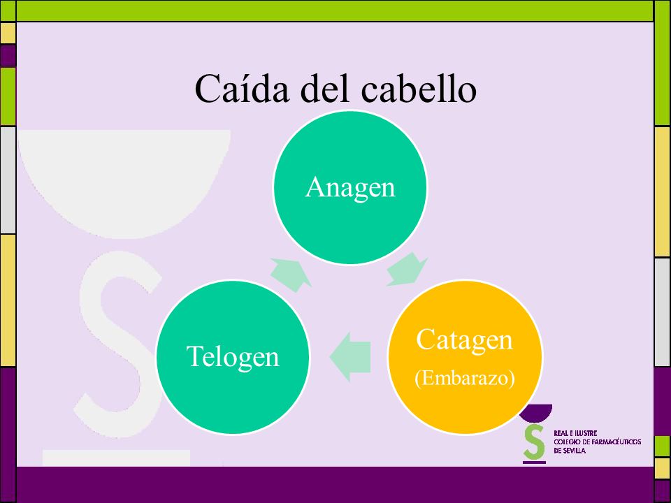 Caída del cabello Anagen Catagen (Embarazo) Telogen