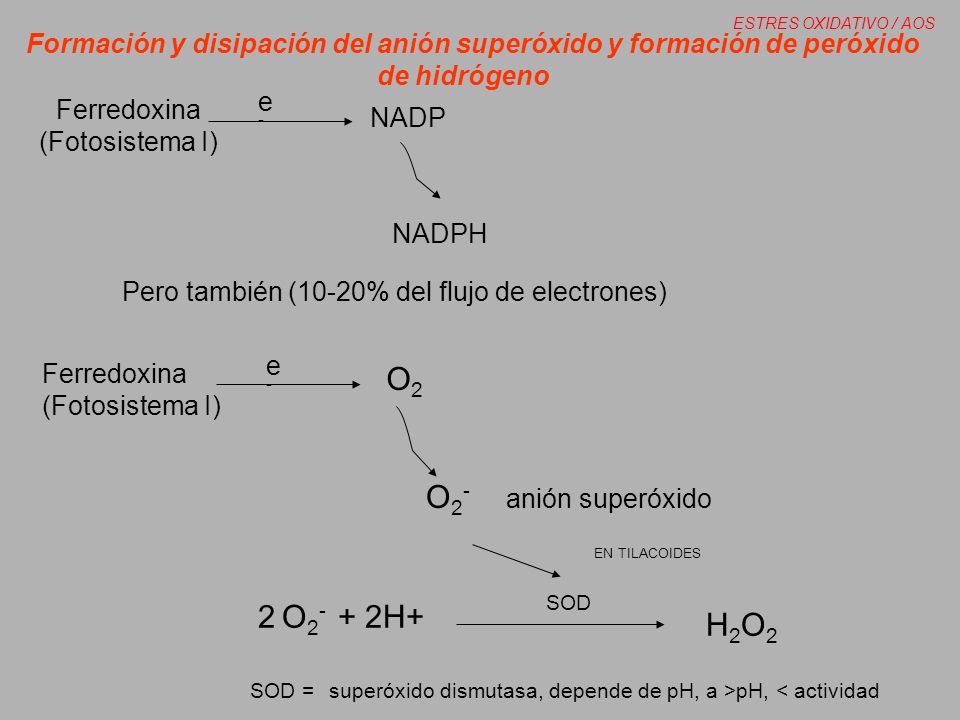 SOD = superóxido dismutasa, depende de pH, a >pH, < actividad