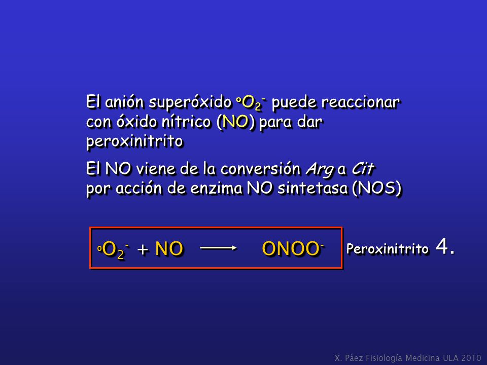 El anión superóxido ºO2- puede reaccionar con óxido nítrico (NO) para dar peroxinitrito