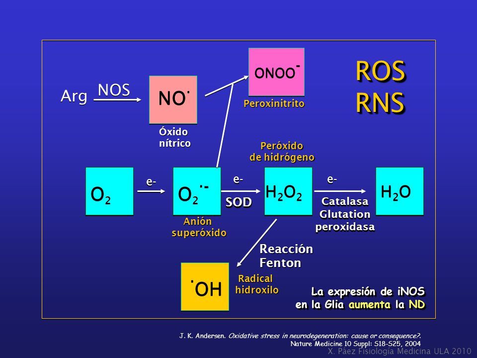 ROS RNS ·OH NO· O2 O2·- NOS Arg H2O2 H2O ONOO- e- e- e- SOD Reacción