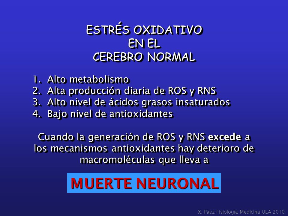 MUERTE NEURONAL ESTRÉS OXIDATIVO EN EL CEREBRO NORMAL Alto metabolismo