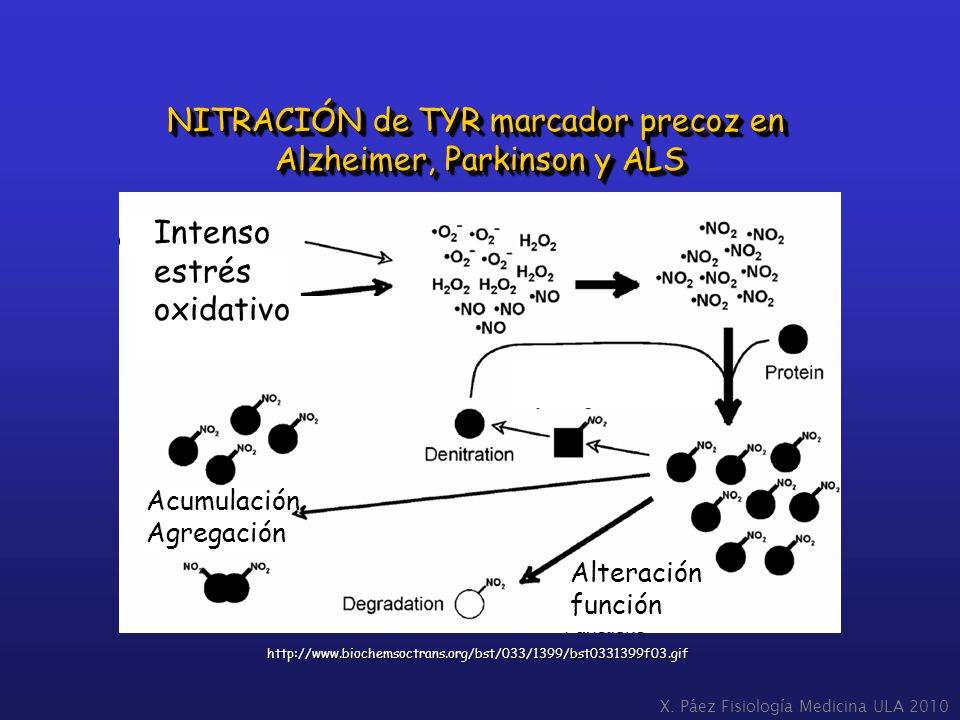 NITRACIÓN de TYR marcador precoz en Alzheimer, Parkinson y ALS