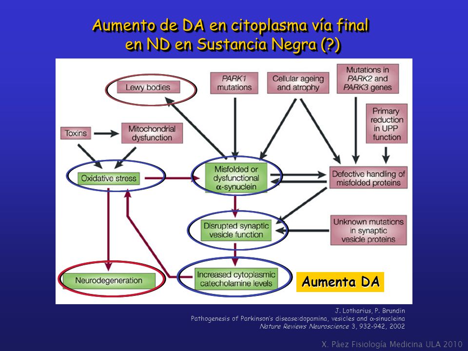 Aumento de DA en citoplasma vía final en ND en Sustancia Negra ( )