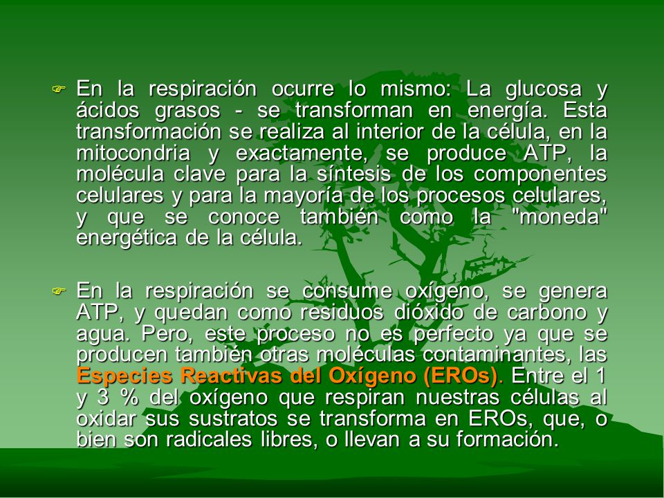 En la respiración ocurre lo mismo: La glucosa y ácidos grasos - se transforman en energía. Esta transformación se realiza al interior de la célula, en la mitocondria y exactamente, se produce ATP, la molécula clave para la síntesis de los componentes celulares y para la mayoría de los procesos celulares, y que se conoce también como la moneda energética de la célula.