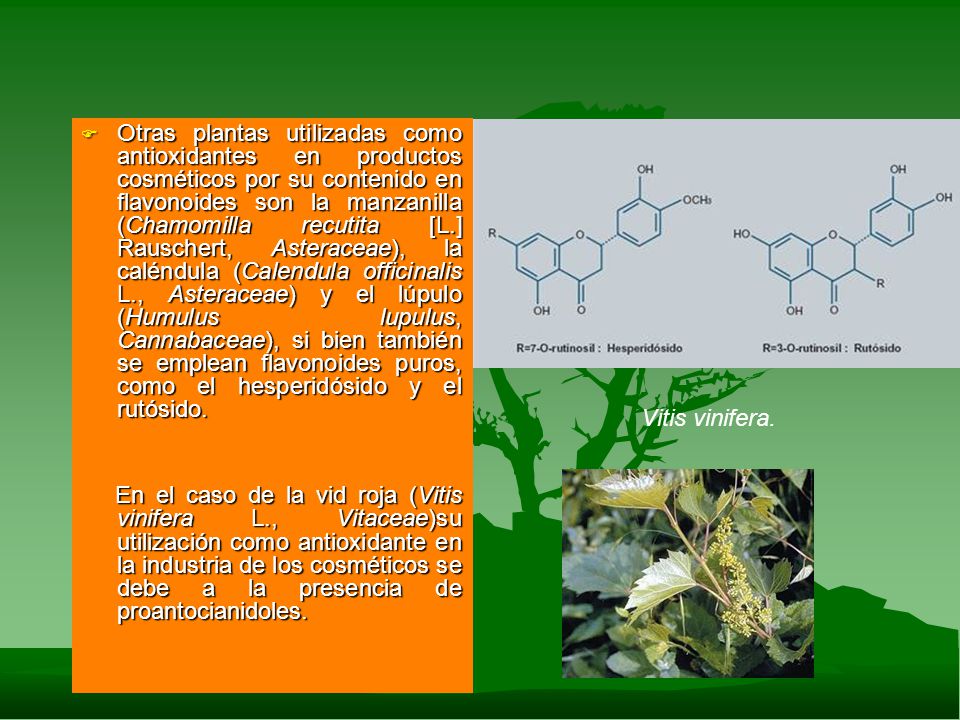 Otras plantas utilizadas como antioxidantes en productos cosméticos por su contenido en flavonoides son la manzanilla (Chamomilla recutita [L.] Rauschert, Asteraceae), la caléndula (Calendula officinalis L., Asteraceae) y el lúpulo (Humulus lupulus, Cannabaceae), si bien también se emplean flavonoides puros, como el hesperidósido y el rutósido.