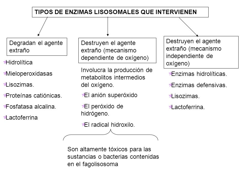 TIPOS DE ENZIMAS LISOSOMALES QUE INTERVIENEN