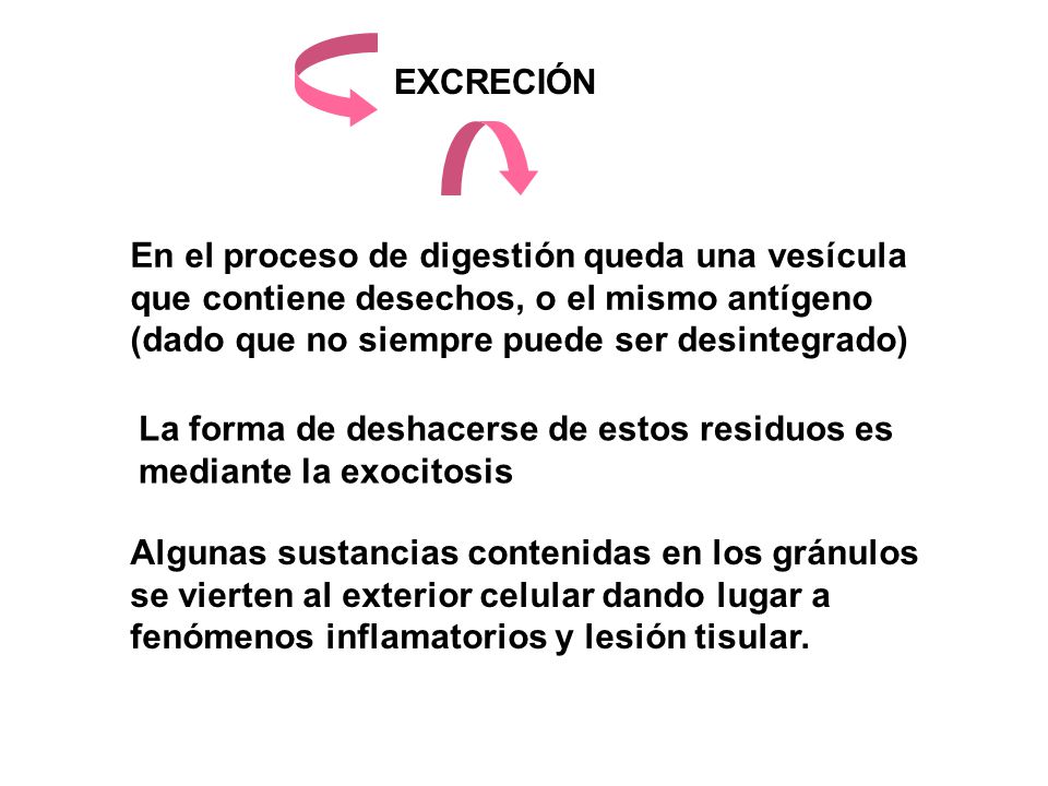 EXCRECIÓN En el proceso de digestión queda una vesícula que contiene desechos, o el mismo antígeno (dado que no siempre puede ser desintegrado)