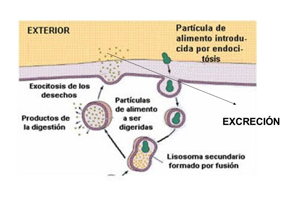 EXCRECIÓN
