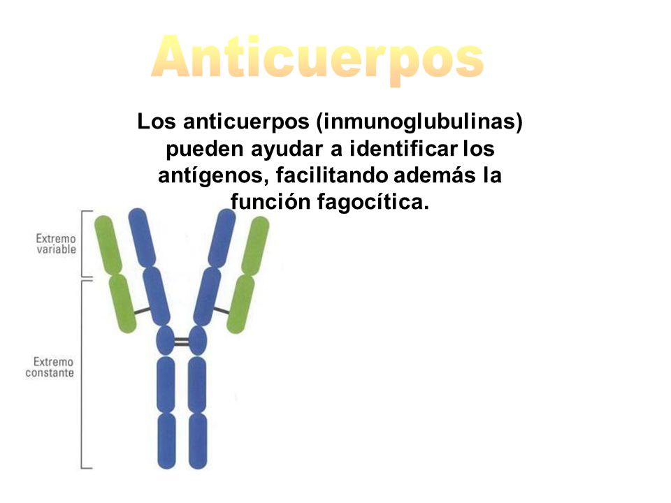Anticuerpos Los anticuerpos (inmunoglubulinas) pueden ayudar a identificar los antígenos, facilitando además la función fagocítica.