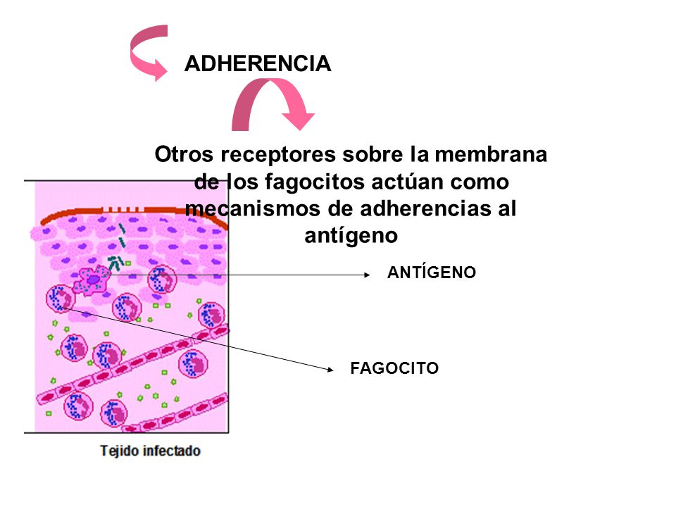 ADHERENCIA Otros receptores sobre la membrana de los fagocitos actúan como mecanismos de adherencias al antígeno.