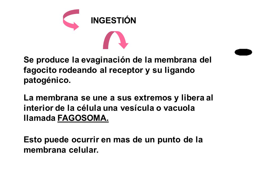 INGESTIÓN Se produce la evaginación de la membrana del fagocito rodeando al receptor y su ligando patogénico.