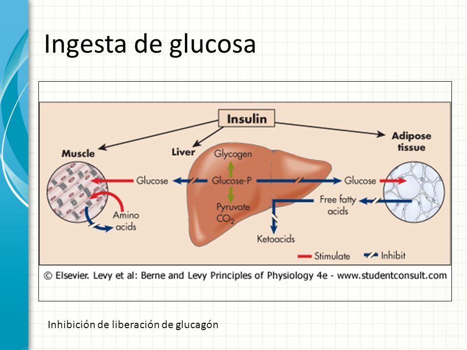 Ingesta de glucosa Inhibición de liberación de glucagón