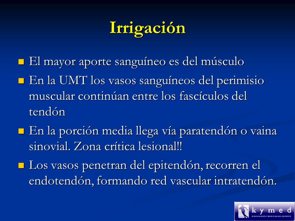 Irrigación El mayor aporte sanguíneo es del músculo