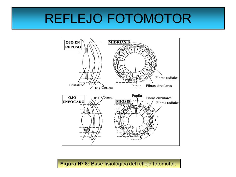 REFLEJO FOTOMOTOR Figura Nº 8: Base fisiológica del reflejo fotomotor.