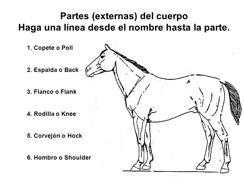 Partes (externas) del cuerpo Haga una línea desde el nombre hasta la parte.