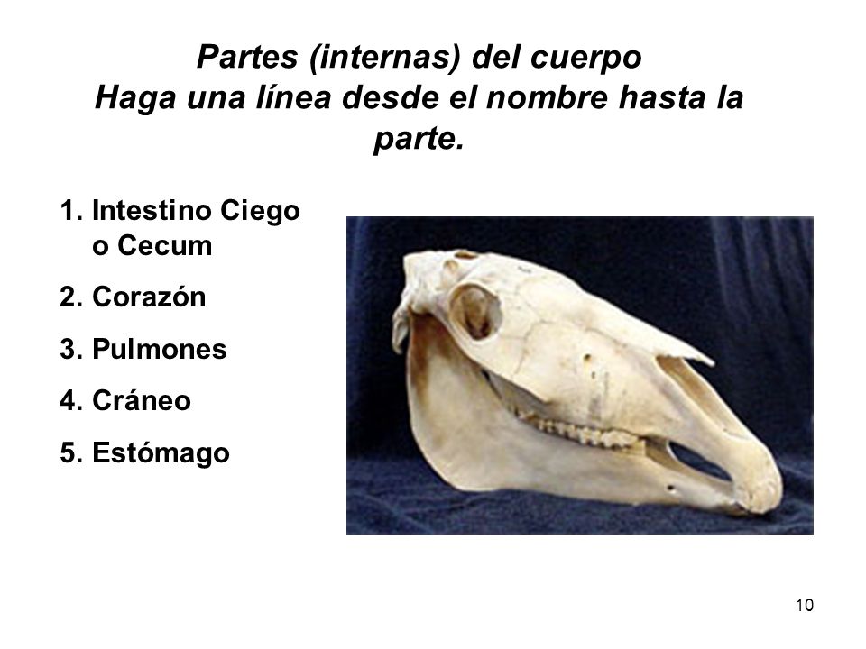 Partes (internas) del cuerpo Haga una línea desde el nombre hasta la parte.