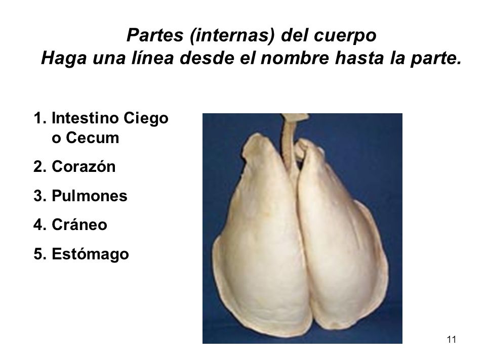Partes (internas) del cuerpo Haga una línea desde el nombre hasta la parte.