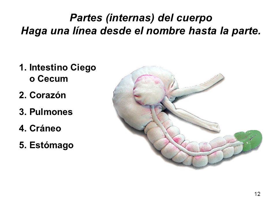 Partes (internas) del cuerpo Haga una línea desde el nombre hasta la parte.