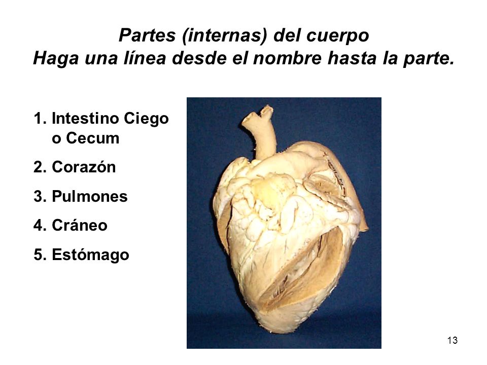 Partes (internas) del cuerpo Haga una línea desde el nombre hasta la parte.