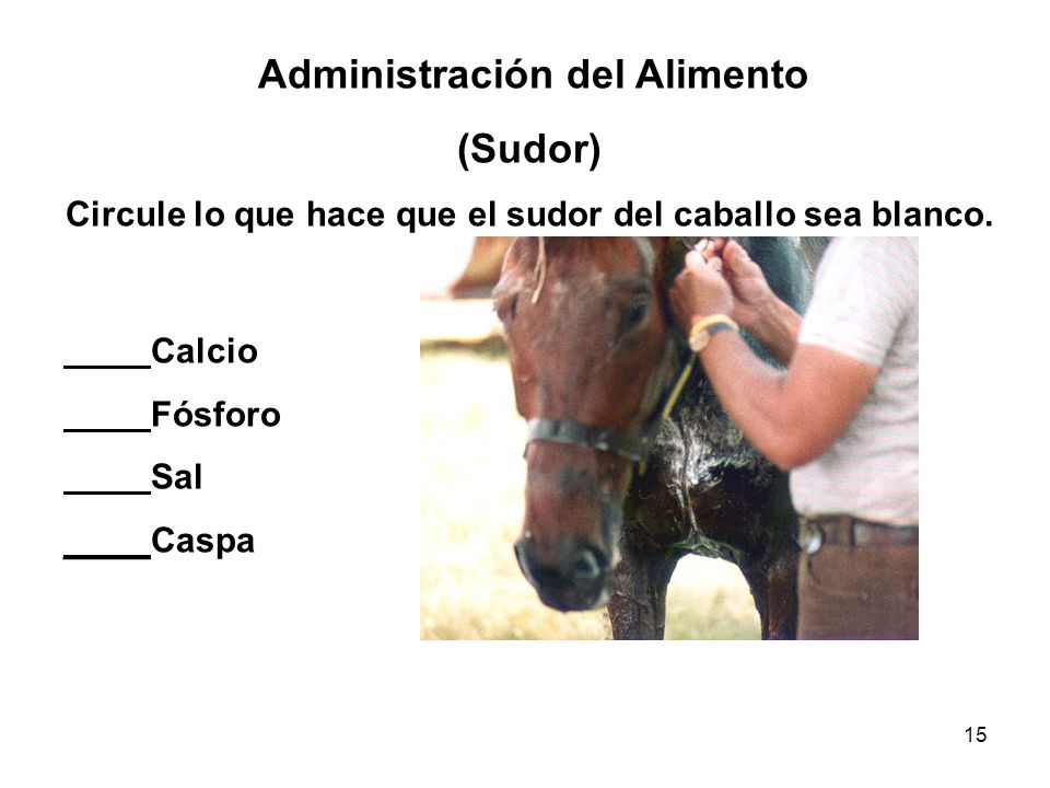 (Sudor) Circule lo que hace que el sudor del caballo sea blanco.