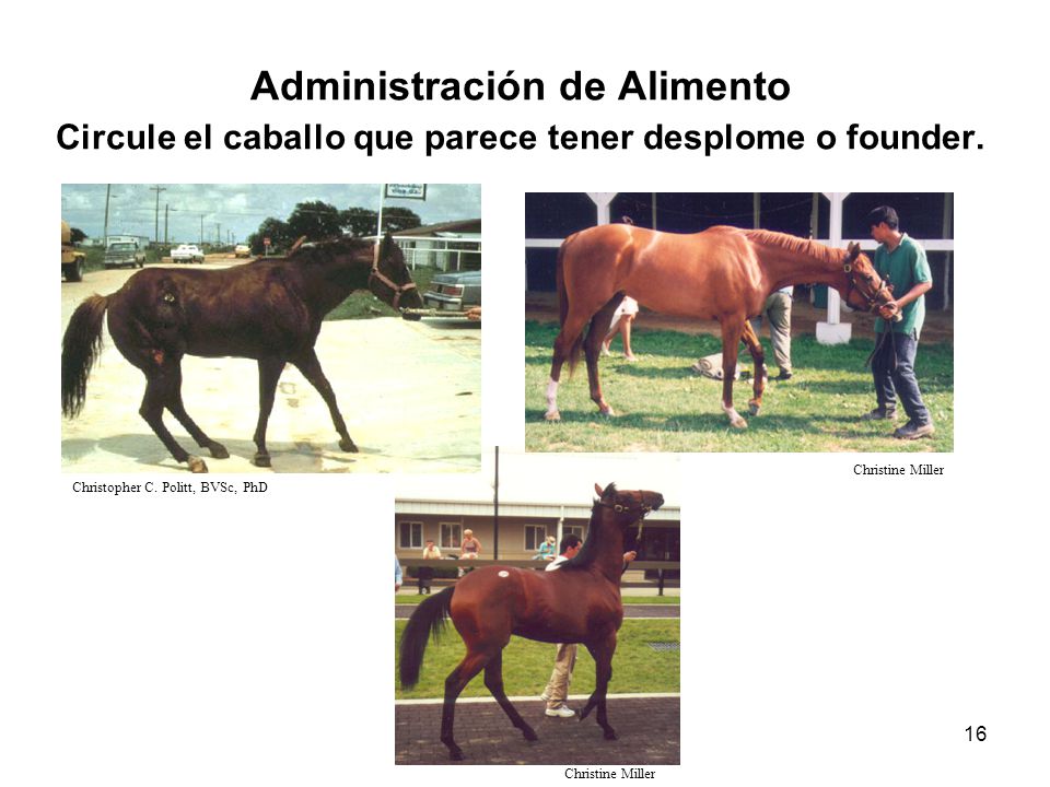 Administración de Alimento Circule el caballo que parece tener desplome o founder.