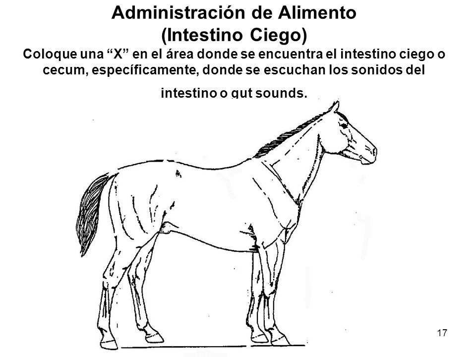 Administración de Alimento (Intestino Ciego) Coloque una X en el área donde se encuentra el intestino ciego o cecum, específicamente, donde se escuchan los sonidos del intestino o gut sounds.