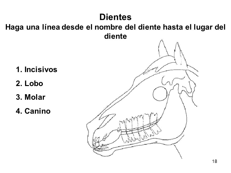 Dientes Haga una línea desde el nombre del diente hasta el lugar del diente