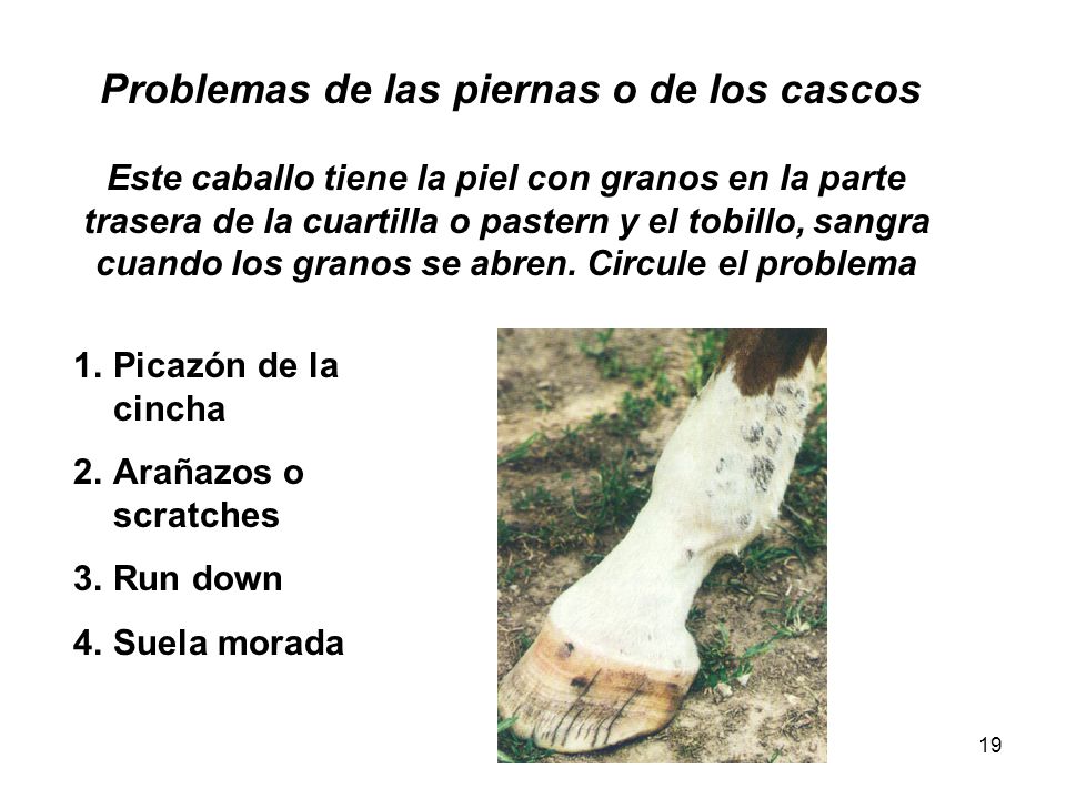Problemas de las piernas o de los cascos Este caballo tiene la piel con granos en la parte trasera de la cuartilla o pastern y el tobillo, sangra cuando los granos se abren. Circule el problema