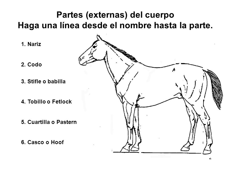 Partes (externas) del cuerpo Haga una línea desde el nombre hasta la parte.