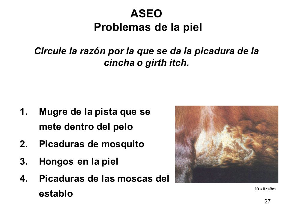 ASEO Problemas de la piel Circule la razón por la que se da la picadura de la cincha o girth itch.