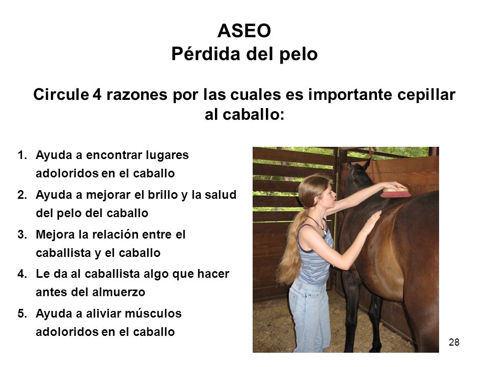 Circule 4 razones por las cuales es importante cepillar al caballo:
