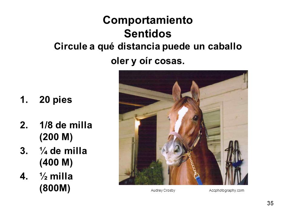 Comportamiento Sentidos Circule a qué distancia puede un caballo oler y oír cosas.