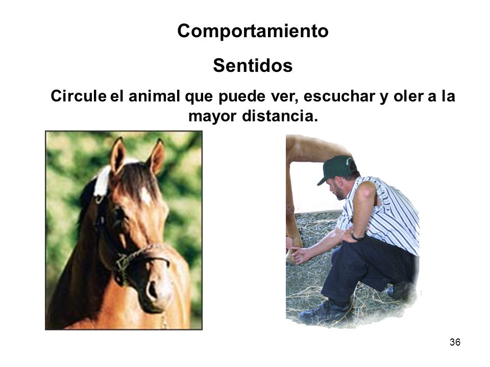 Circule el animal que puede ver, escuchar y oler a la mayor distancia.