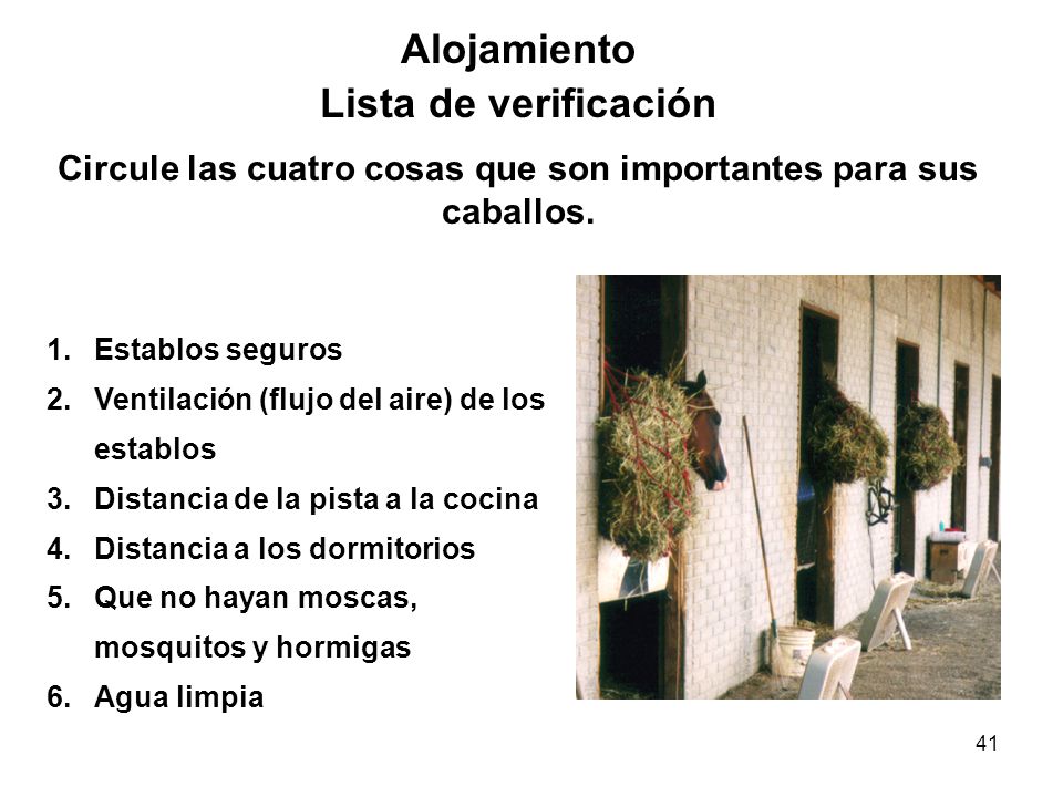 Circule las cuatro cosas que son importantes para sus caballos.