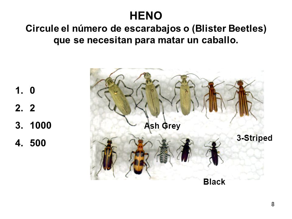 HENO Circule el número de escarabajos o (Blister Beetles) que se necesitan para matar un caballo.