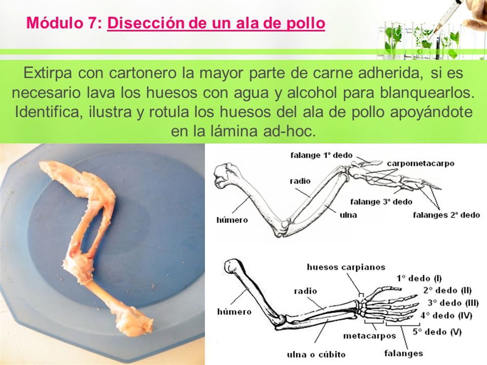 Módulo 7: Disección de un ala de pollo