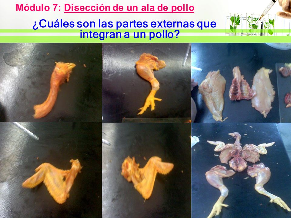 ¿Cuáles son las partes externas que integran a un pollo