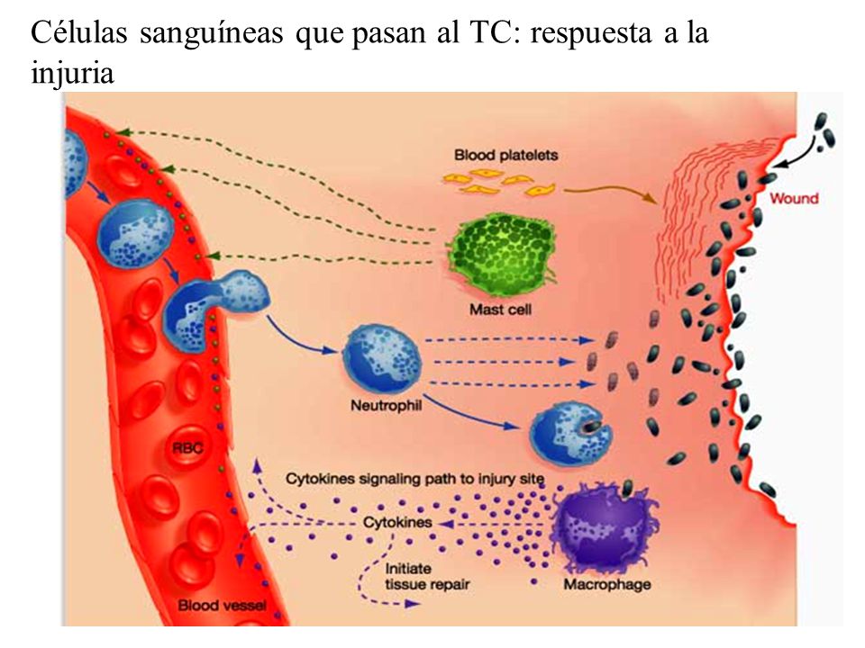 Células sanguíneas que pasan al TC: respuesta a la injuria