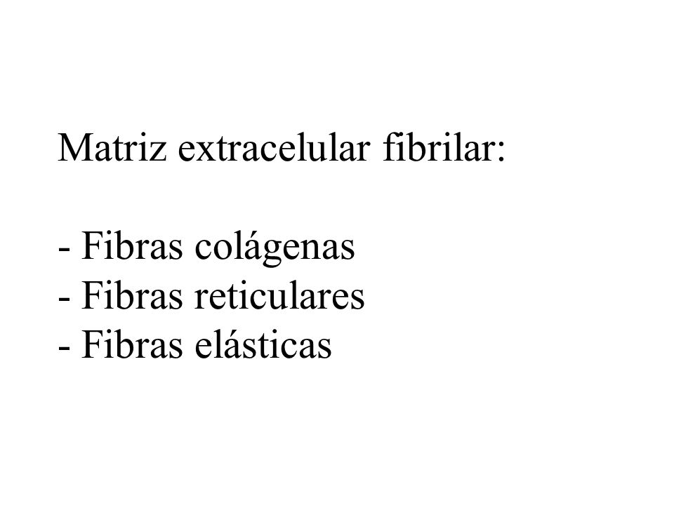 Matriz extracelular fibrilar: - Fibras colágenas - Fibras reticulares - Fibras elásticas