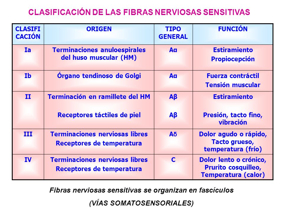 Vias Sensoriales Receptor Neurona de 4to Orden Neurona de 3er. Orden